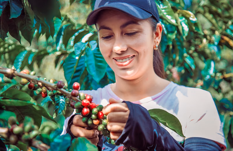 Ernte von Kaffeekirschen auf der Farm